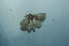 Peridea basitriens