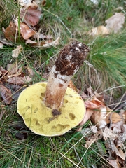 Boletus pinophilus
