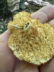 Neofavolus americanus