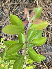 Vaccinium arboreum