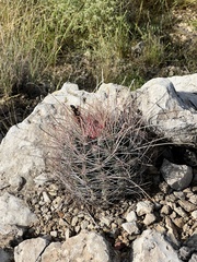Hamatocactus hamatacanthus