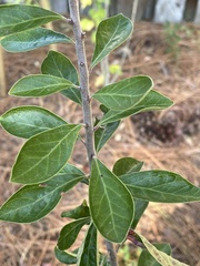 Vaccinium arboreum