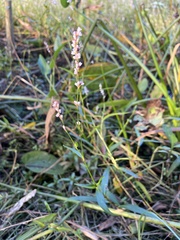 Persicaria hydropiperoides