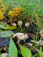 Helvella elastica