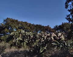 Opuntia lasiacantha