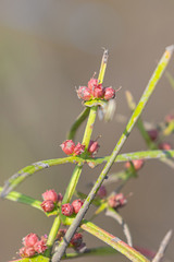 Gonocarpus tetragynus