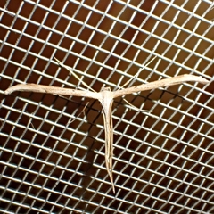 Emmelina