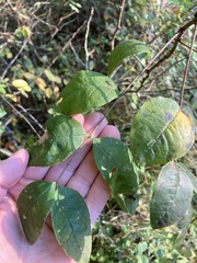 Zanthoxylum americanum
