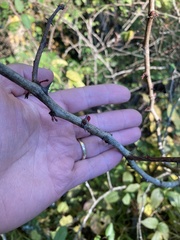 Zanthoxylum americanum