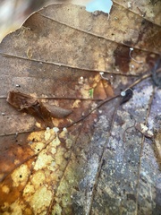 Marasmius epiphyllus