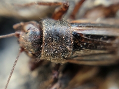 Allonemobius fasciatus