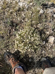Zinnia acerosa