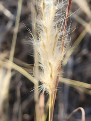 Bothriochloa barbinodis