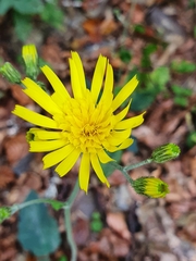 Hieracium murorum