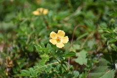 Kallstroemia