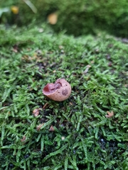 Fistulina hepatica