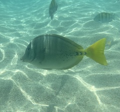 Prionurus laticlavius