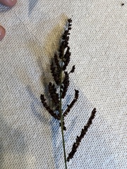 Echinochloa crus-galli