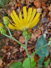 Hieracium murorum