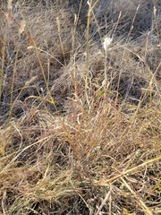 Bothriochloa barbinodis