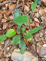 Hieracium murorum
