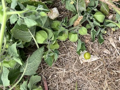 Physalis grisea