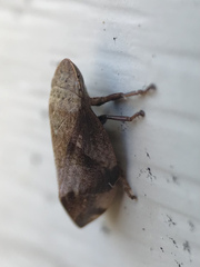 Lepyronia quadrangularis