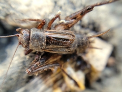 Allonemobius fasciatus