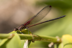 Hetaerina rosea
