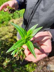 Veronica anagallis-aquatica