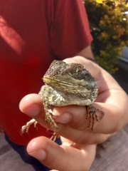 Sceloporus torquatus