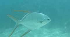 Trachinotus rhodopus