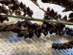 Echinochloa crus-galli