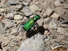 Cicindela sexguttata