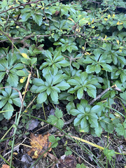 Pachysandra terminalis