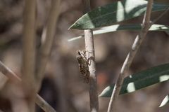Cicada barbara