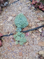Echeveria elegans