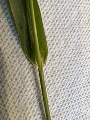 Echinochloa crus-galli