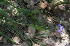 Triteleia laxa