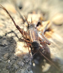 Allonemobius fasciatus