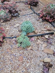 Echeveria elegans