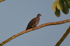 Patagioenas cayennensis