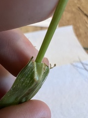 Echinochloa crus-galli