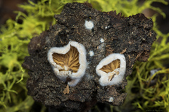 Crepidotus fimbriatus