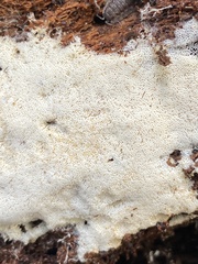 Trechispora farinacea