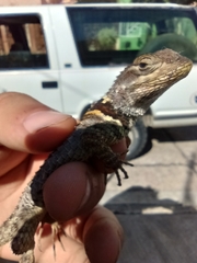Sceloporus torquatus