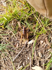 Ceuthophilus maculatus