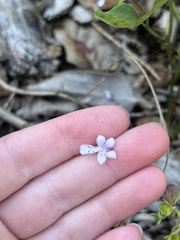 Trichostema nesophilum