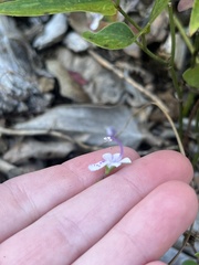Trichostema nesophilum