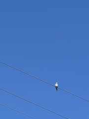 Streptopelia decaocto